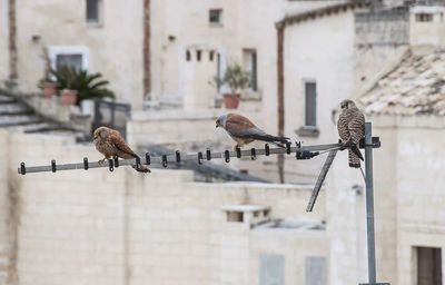 Birds perching on pole against building