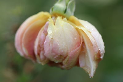 Close-up of wet rose flower