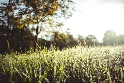 Close-up of grass on field against sky