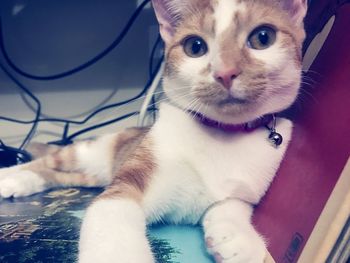 Close-up portrait of a cat