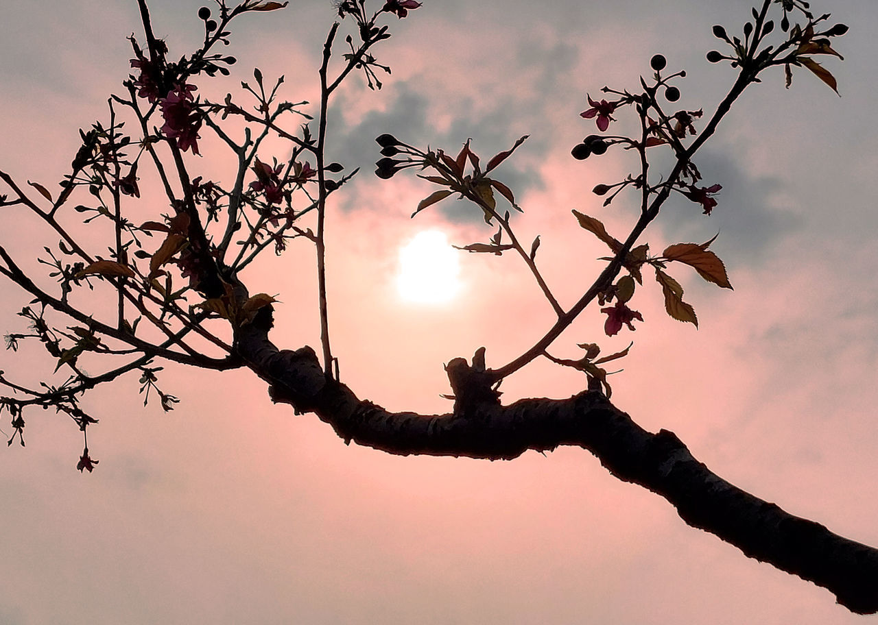 branch, sky, sunset, tree, twig, nature, plant, silhouette, flower, beauty in nature, leaf, blossom, sunlight, outdoors, spring, cloud, no people, sun, tranquility, scenics - nature, pink, twilight, plant part, environment, back lit, dusk