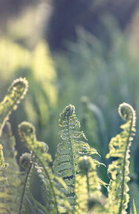 Polypodium vulgare fern plant the common polypody close up