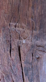 Close-up of tree trunk