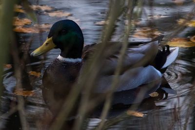 Close-up of duck swimming on lake