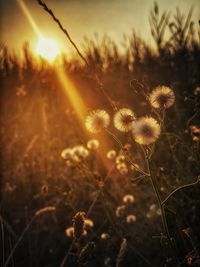 Golden evening sunset on flower