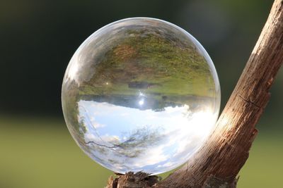 Close-up of crystal ball on tree trunk