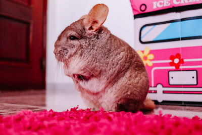 Chinchilla 