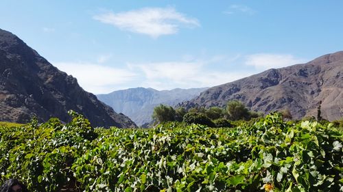 Scenic view of vineyard against sky