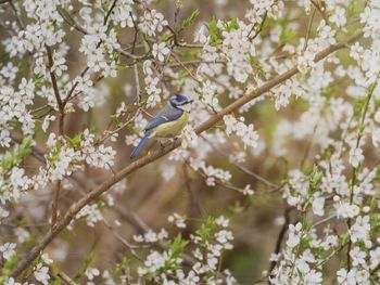 View of bird perching on branch