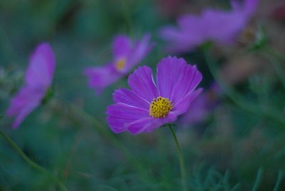 Close-up of pink flowering plant on field