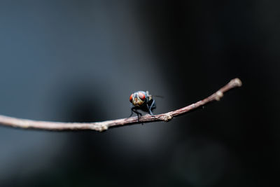 Close-up of insect on plant