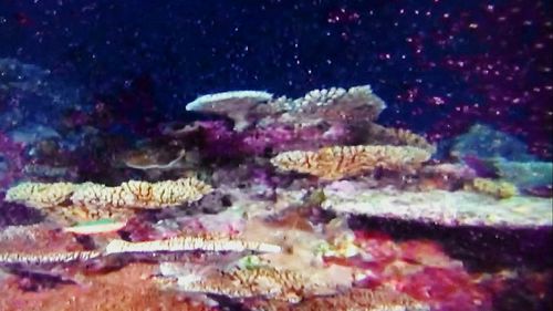 Close-up of fish swimming in sea