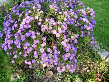 Flowers blooming outdoors