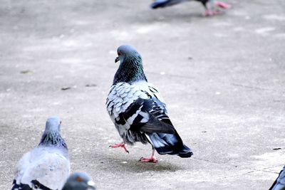 Pigeon perching on street