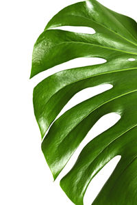 Close-up of fresh green leaves against white background