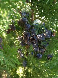 Close-up of fruits hanging on tree