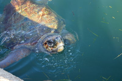 High angle view of fish swimming in sea