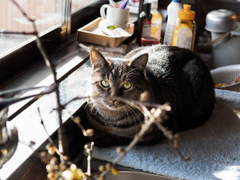 High angle portrait of cat sitting on table