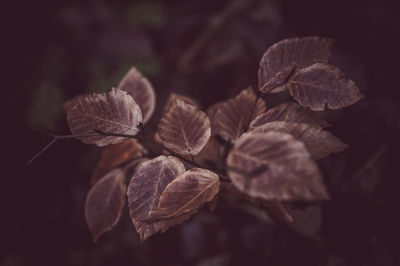 leaf