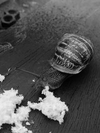 High angle view of shells on table