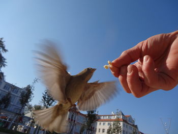 Low angle view of bird flying against sky