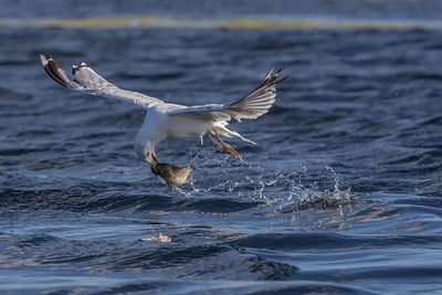 Close-up of seagull flying over sea