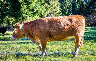 Side view of cow standing on field