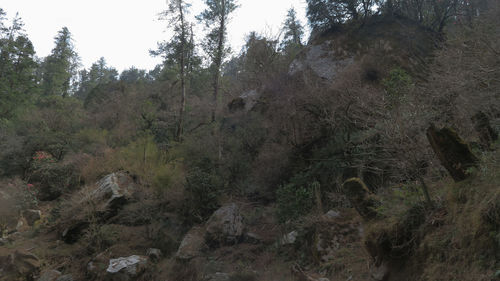 Scenic view of forest against sky