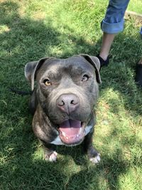 Close-up of dog on field
