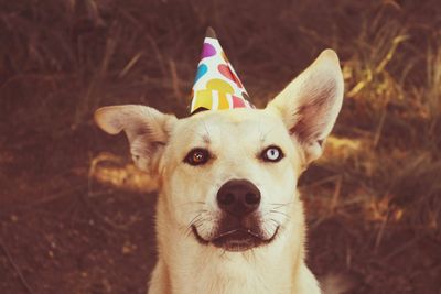 Close-up portrait of dog on field