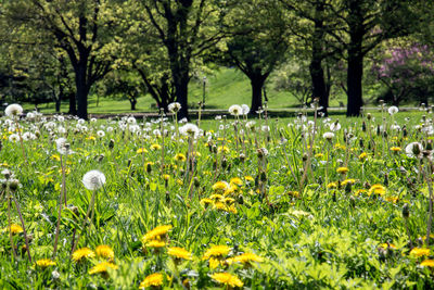 View of flowering plants in park