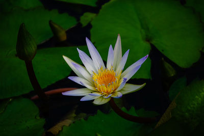 Close-up of lotus water lily in pond