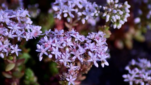 Close-up of purple flowering plant