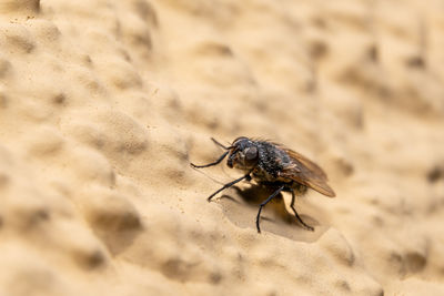 Close-up of insect