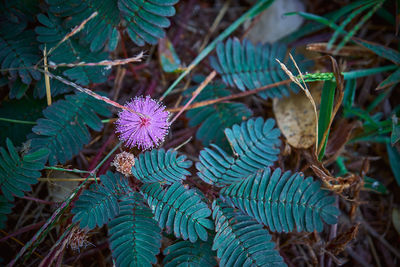 High angle view of purple flowering plant on field