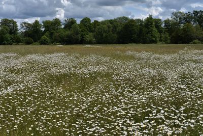 Scenic view of field against sky