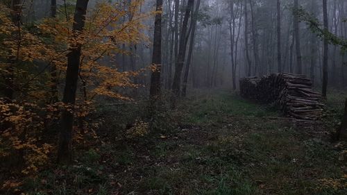 Trees in forest during autumn