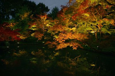 Scenic view of forest during autumn