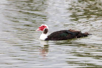 Duck swimming in lake