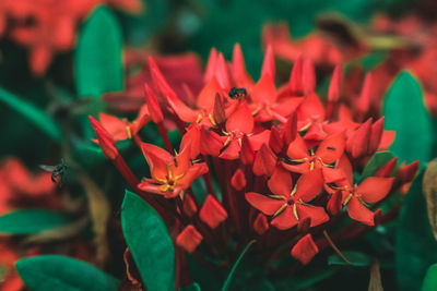 Close-up of ixora flowers