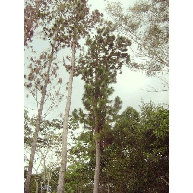 transfer print, tree, auto post production filter, growth, branch, nature, clear sky, low angle view, day, tranquility, forest, tree trunk, sky, outdoors, beauty in nature, no people, scenics, glass - material, tranquil scene, transparent