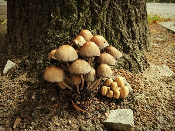 Close-up of mushrooms growing on tree trunk