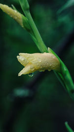 Close-up of water drops on leaf