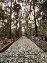 Footpath amidst trees in forest