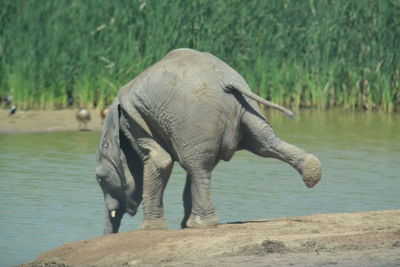 Elephant in water