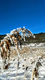 Low angle view of snow against clear blue sky