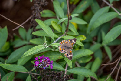 Colorful common buckeye butterfly sitting on the branch of a butterfly bush with opened wings 