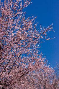 Low angle view of tree against blue sky