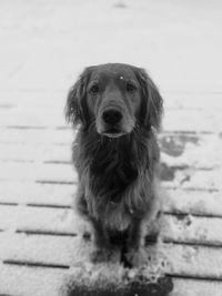 Portrait of dog sitting outdoors