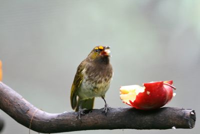 Close-up of bird perching on branch